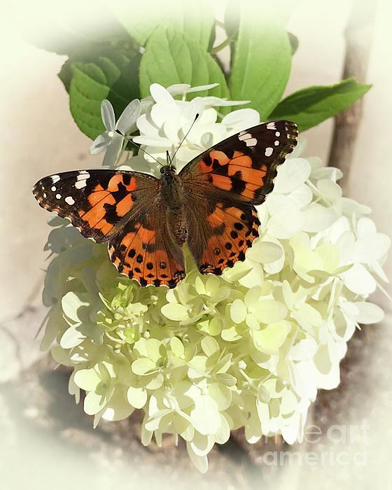 Hydrangea with Painted Lady Butterfly 2019 by Karen Adams Hydrangea with Painted Lady Butterfly 2019 by Karen Adams