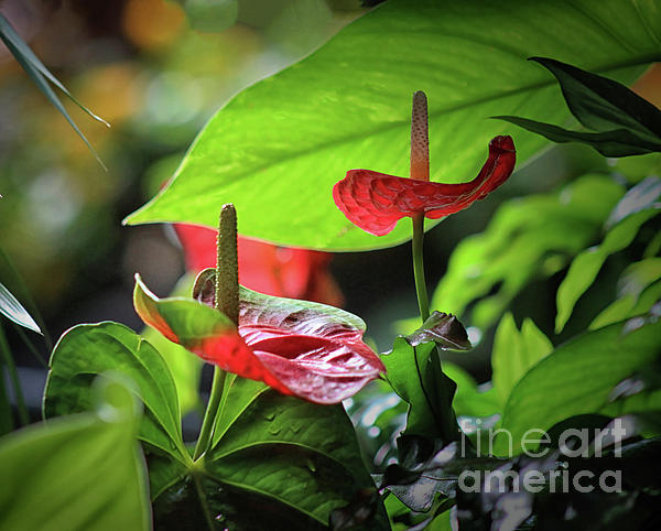 Shhhhh Tropical Quiet by Karen Adams Shhhhh Tropical Quiet by Karen Adams